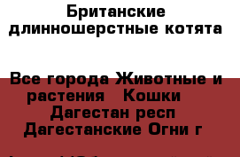 Британские длинношерстные котята - Все города Животные и растения » Кошки   . Дагестан респ.,Дагестанские Огни г.